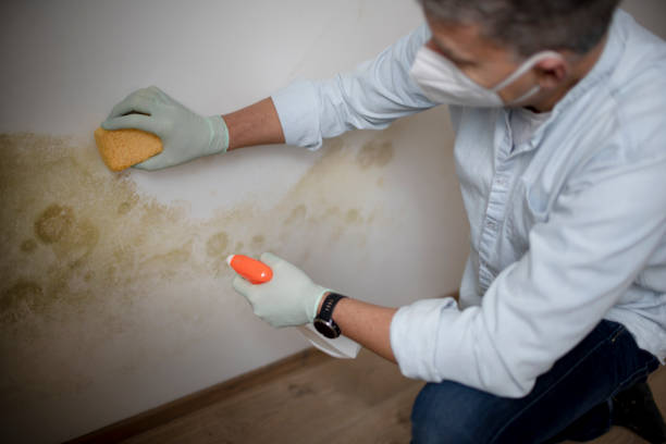 Best Mold Remediation  in Morgandale, OH