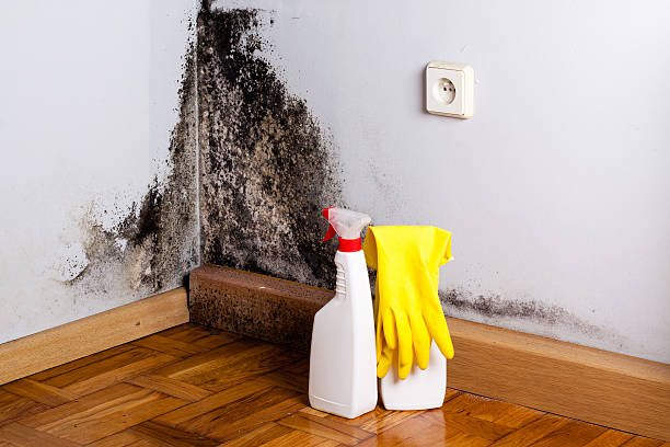 Best Local Mold Removal Service  in Morgandale, OH
