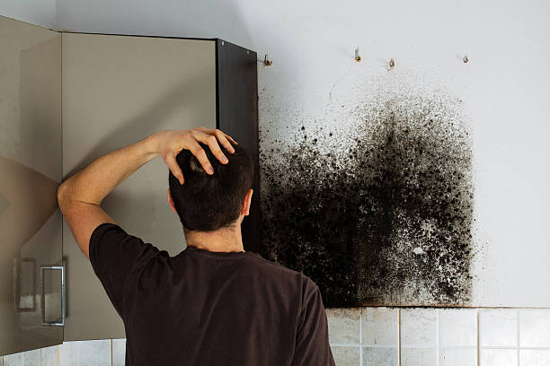 Best Mold Testing  in Morgandale, OH