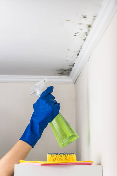 Best Affordable Mold Removal  in Morgandale, OH